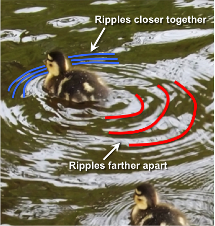 A duckling illustrates the Doppler effect in water. The ripples made in the direction the duckling is moving (blue lines) are closer together than the ripples behind the duckling (red lines). _Source: Karla Panchuk (2015) CC BY 4.0. Photo by M. Harkin (2013) CC BY 2.0 [view source](https://commons.wikimedia.org/wiki/File:Duck_and_ducklings_(8754923280).jpg)_