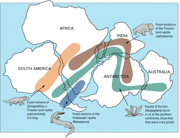 The distribution of several Permian terrestrial fossils that are present in various parts of continents now separated by oceans. During the Permian, the supercontinent Pangea included the supercontinent Gondwana, shown here, along with North America and Eurasia. _Source: J.M. Watson, USGS (1999) Public Domain[view source](https://commons.wikimedia.org/wiki/File:Snider-Pellegrini_Wegener_fossil_map.gif)_