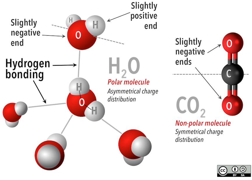 Hydrogen bonding. Water molecules (left) are polar molecules (their charge is distributed asymmetrically). Slightly negative parts of the molecule are attracted to slightly positive parts of other water molecules. Carbon dioxide (right) is a non-polar molecule. The slightly negative oxygen atoms are distributed symmetrically on either side of the carbon atom. _Source: Karla Panchuk (2018) CC BY-SA 4.0. Modified after Querter (2011) CC BY-SA 3.0 [view source](https://commons.wikimedia.org/wiki/File:3D_model_hydrogen_bonds_in_water.svg) and Jynto (2011) CC0 1.0 [view source](https://commons.wikimedia.org/wiki/File:Carbon_dioxide_3D_ball.png)_