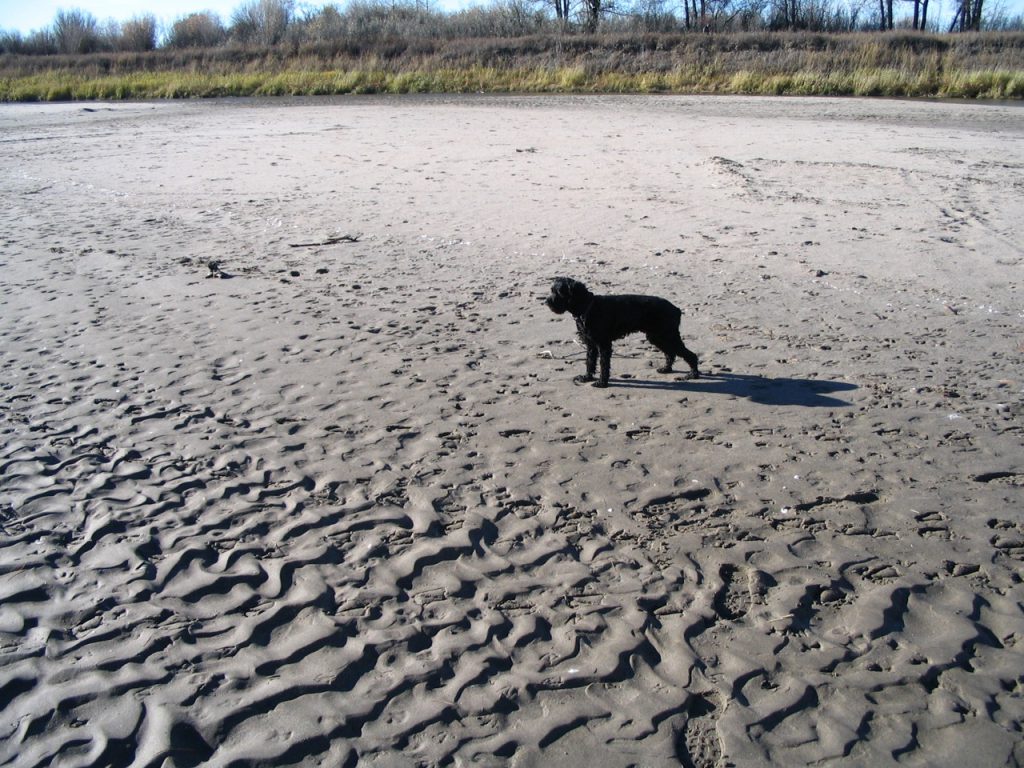 Sand ripples along the South Saskatchewan River, near Saskatoon SK (dog for scale). _Source: Karla Panchuk (2008) CC BY-SA 4.0 [view source](https://commons.wikimedia.org/wiki/File:SouthSaskRiver.jpg)_