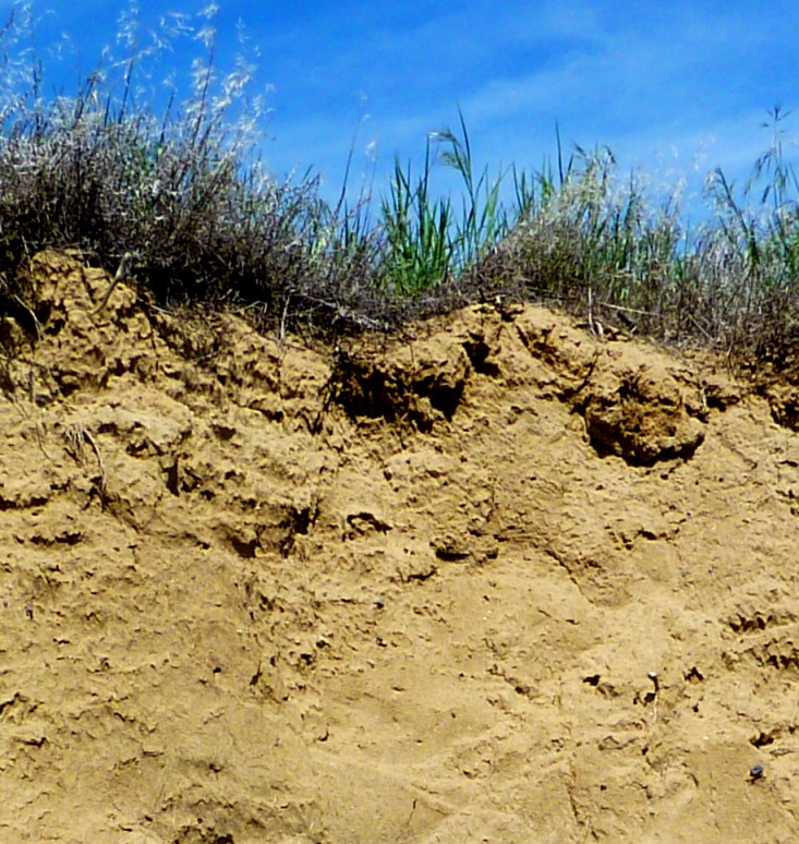 Soil consisting of wind-blown silt (loess) and little organic matter in an arid part of north-eastern Washington state. _Source: Steven Earle (2016) CC BY 4.0 [view source](https://opentextbc.ca/geology/wp-content/uploads/sites/110/2015/07/image047.jpg)_