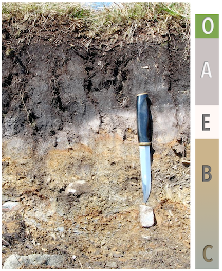 Typical horizons in a temperate soil, from Wales. Source: Karla Panchuk (2018) CC BY 4.0. Photograph: Richard Hartnup (2005) Public Domain [view source](https://commons.wikimedia.org/wiki/File:Podzol.jpg)