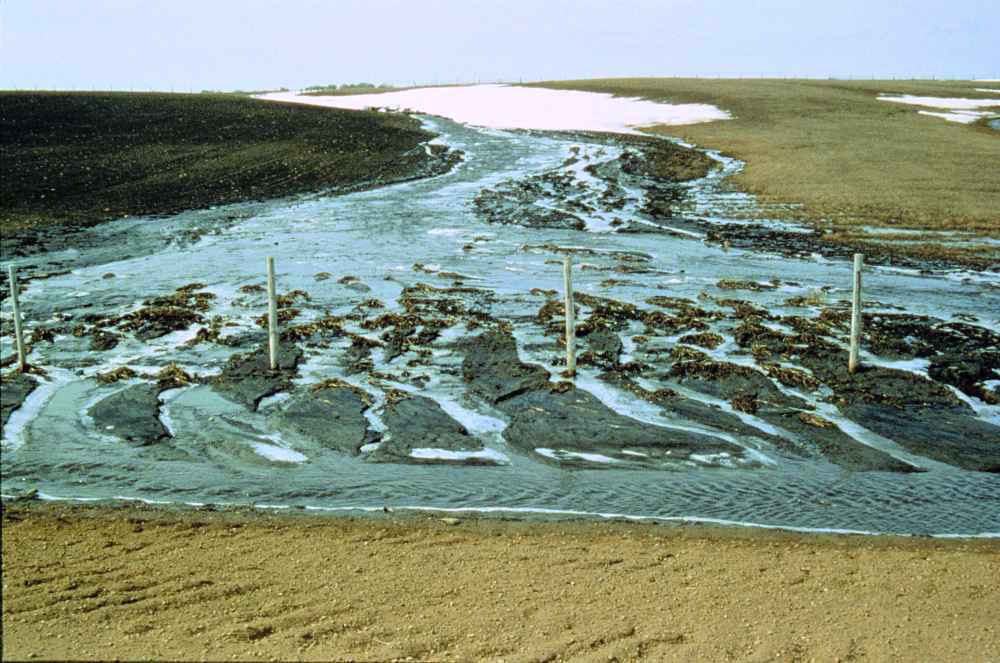 Soil erosion by rain and unchanneled runoff in a field in Alberta. _Source:Alberta Agriculture and Rural Development. Click the image for source information and terms of use._