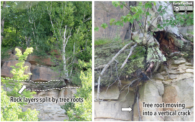 Root wedging along a quarry wall. Left: Rocks beneath the thick red beds have been split into sheets by tree roots. Right: A closer examination reveals that tree roots are working into vertical cracks as well. _Source: Karla Panchuk (2018) CC BY 4.0_
