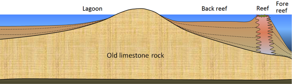 Cross-section through a typical tropical reef. _Source: Steven Earle (2015) CC BY 4.0 [view source](http://opentextbc.ca/geology/wp-content/uploads/sites/110/2015/06/tropical-reef.png)_