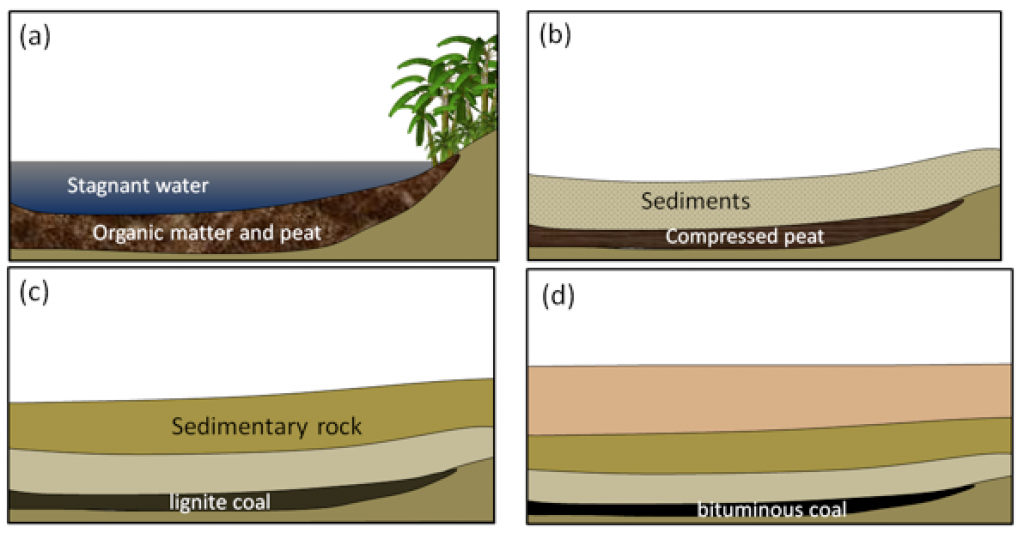 Formation of coal. (a) Accumulation of organic matter within a swampy area forms a layer of peat; (b) The organic matter is buried under sediment and is compressed; (c) With greater burial, lignite coal forms; (d) At even greater depths, bituminous and eventually anthracite coal form. _Source: Steven Earle (2015) CC BY 4.0 [view source](https://opentextbc.ca/geology/wp-content/uploads/sites/110/2015/08/Formation-of-coal.png)_