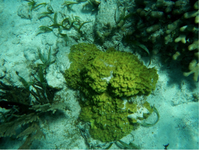 Various corals and green algae on a reef at Ambergris, Belize. The light-coloured sand consists of carbonate fragments eroded from the reef organisms. _Source: Steven Earle (2015) CC BY 4.0 [view source](http://opentextbc.ca/geology/wp-content/uploads/sites/110/2015/06/corals.png)_