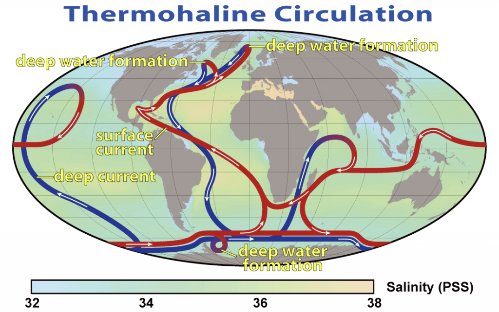 Global thermohaline circulation patterns. Red lines are surface currents, and blue lines are deep currents. _Source: NASA Earth Observatory (2008) Public Domain [view source](https://commons.wikimedia.org/wiki/File:Thermohaline_Circulation_2.png)_