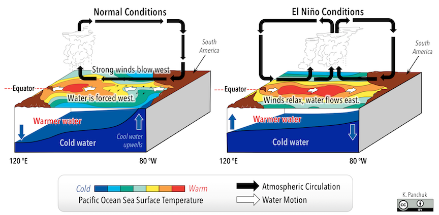 El Niño Southern Oscillation (ENSO) cycles are driven by changes in wind patterns that affect the distribution of warm and cold water in the Pacific Ocean. _Source: Karla Panchuk (2018) CC BY 4.0. Modified after Fred the Oyster and NOAA/PMEL/TAO Project Office. View [Normal Conditions](https://commons.wikimedia.org/wiki/File:ENSO_-_normal.svg)/ [El Niño](https://commons.wikimedia.org/wiki/File:ENSO_-_El_Ni%C3%B1o.svg)_