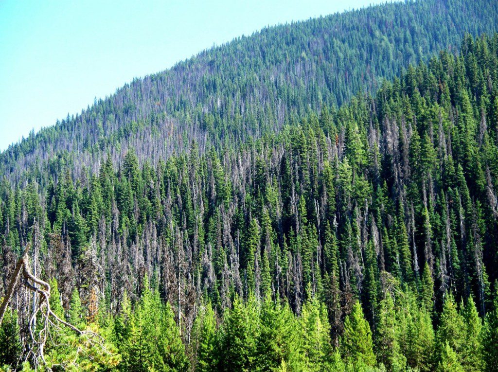 Mountain pine beetle damage in Manning Park, British Columbia. _Source: Jonhall (2010) CC BY 3.0 [view source](https://commons.wikimedia.org/wiki/File:Pine_Beetle_in_Manning_Park.jpg)_