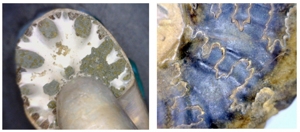 The septum of an ammonite (white part, left), and the suture lines where the septae meet the outer shell (right). _Source: Steven Earle (2015) CC BY 4.0 [view source](http://opentextbc.ca/geology/wp-content/uploads/sites/110/2015/07/septum-of-an-ammonite.png)_