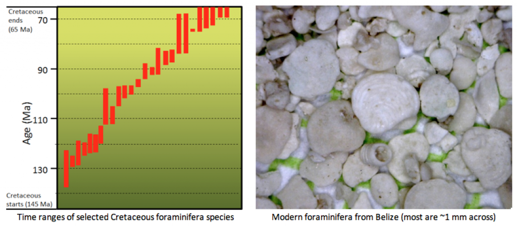 Time ranges for Cretaceous foraminifera (left), and modern foraminifera from the Ambergris area of Belize (right)._ Source: Left- Steven Earle (2015) CC BY 4.0, from data in Scott (2014). Right- Steven Earle (2015) CC BY 4.0 _[_view source_](http://opentextbc.ca/geology/wp-content/uploads/sites/110/2015/07/foraminifera.png)
